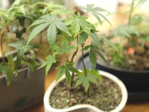 鉢植えで紅葉を楽しむ
