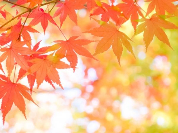 鉢植えで紅葉を楽しむ