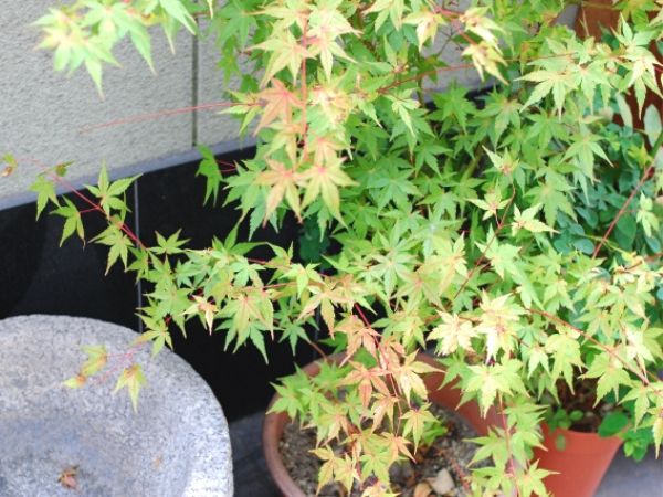 鉢植えで紅葉を楽しむ