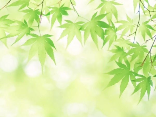 鉢植えで紅葉を楽しむ