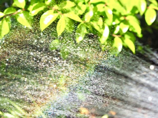 鉢植えで紅葉を楽しむ