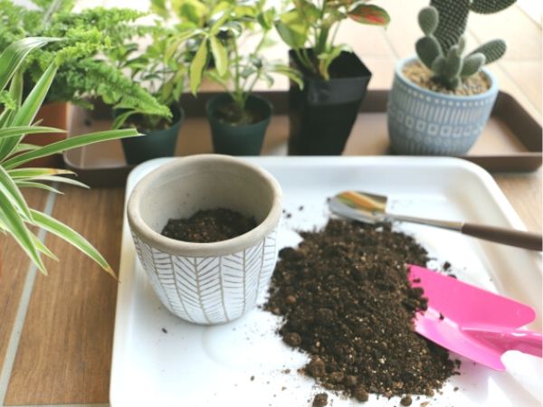 鉢植えで紅葉を楽しむ