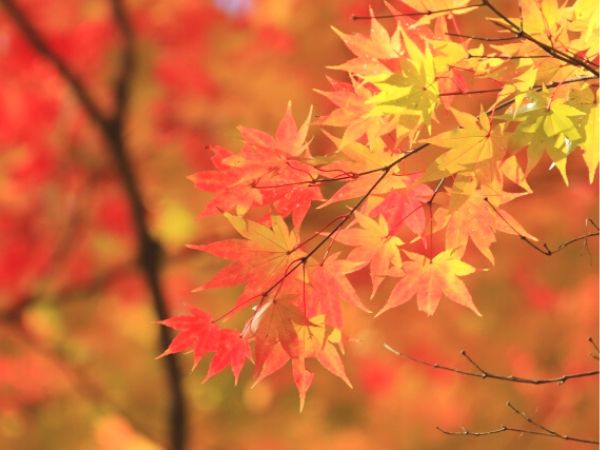 鉢植えで紅葉を楽しむ:イロハモミジ