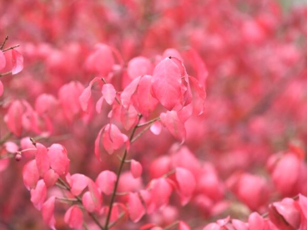 鉢植えで紅葉を楽しむ:コマユミ
