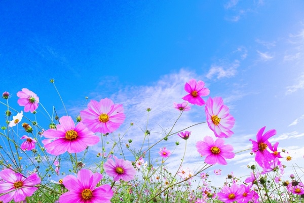 秋風に揺れるコスモス(秋桜)の楽しみ方:青空の下で美しく咲きみだれるピンク色のコスモス