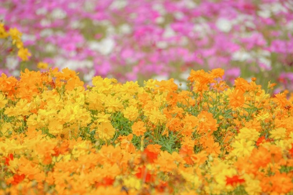 秋風に揺れるコスモス(秋桜)の楽しみ方:キバナコスモスとコスモスセンセーション