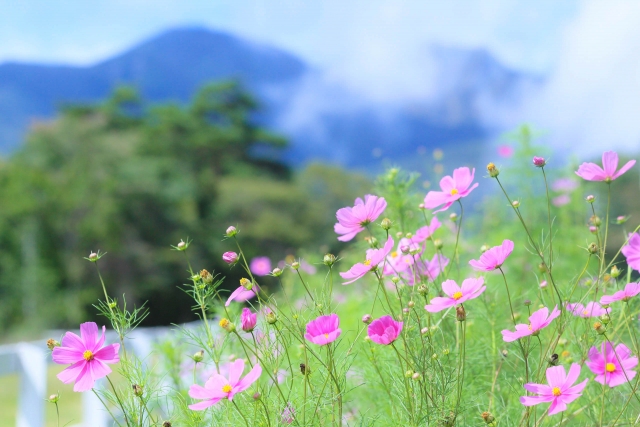 秋風に揺れるコスモス(秋桜)の楽しみ方:大自然の中で咲くピンク色のコスモス