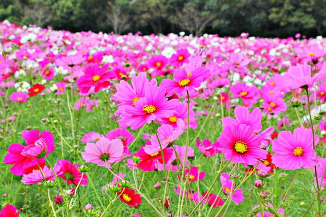 秋風に揺れるコスモス(秋桜)の楽しみ方:白とピンク色のコスモス畑