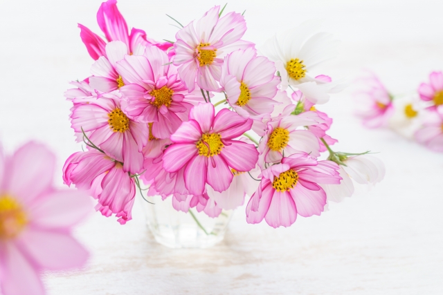 秋風に揺れるコスモス(秋桜)の楽しみ方:花瓶に生けたコスモスピコティ