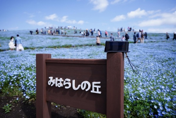 秋風に揺れるコスモス(秋桜)の楽しみ方:見晴らしの丘のネモフィラ