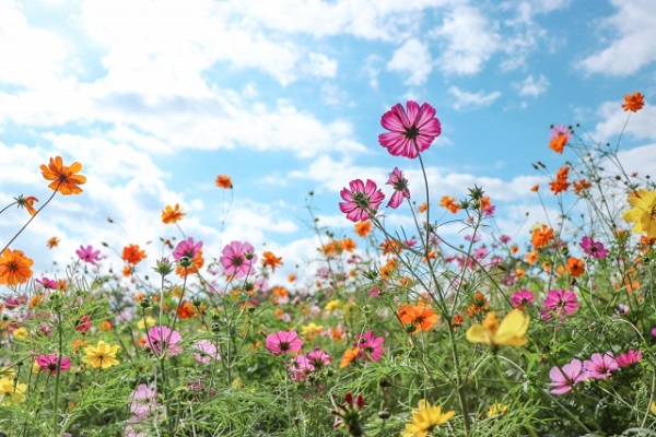 秋風に揺れるコスモス(秋桜)の楽しみ方:色とりどりのコスモス畑と青空