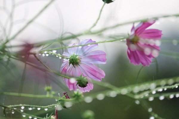 秋風に揺れるコスモス(秋桜)の楽しみ方:雨に濡れたコスモス