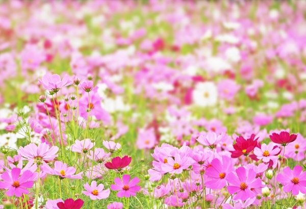 秋風に揺れるコスモス(秋桜)の楽しみ方:赤白ピンク色のコスモス畑