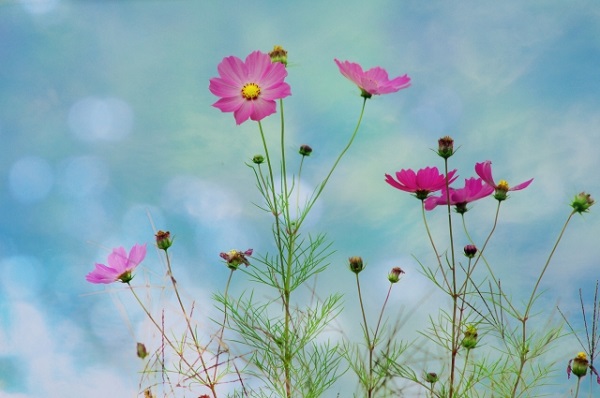 秋風に揺れるコスモス(秋桜)の楽しみ方:凛としたコスモス