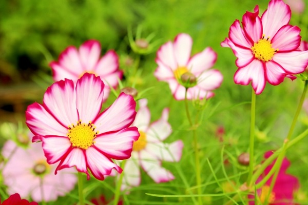 秋風に揺れるコスモス(秋桜)の楽しみ方:花弁の縁に縁取りが入るコスモスピコティ