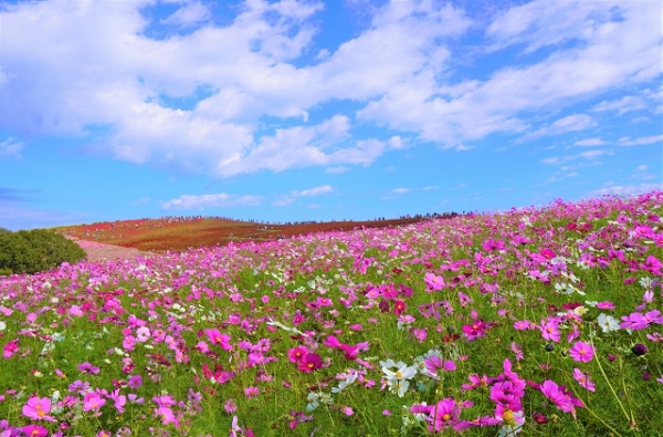 秋風に揺れるコスモス(秋桜)の楽しみ方:赤色のコキアの手前に広がるコスモス畑