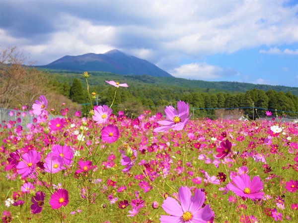 秋風に揺れるコスモス（秋桜）の楽しみ方：高千穂の峰とコスモス畑