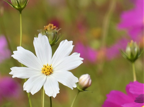 秋風に揺れるコスモス（秋桜）の楽しみ方：白いコスモス