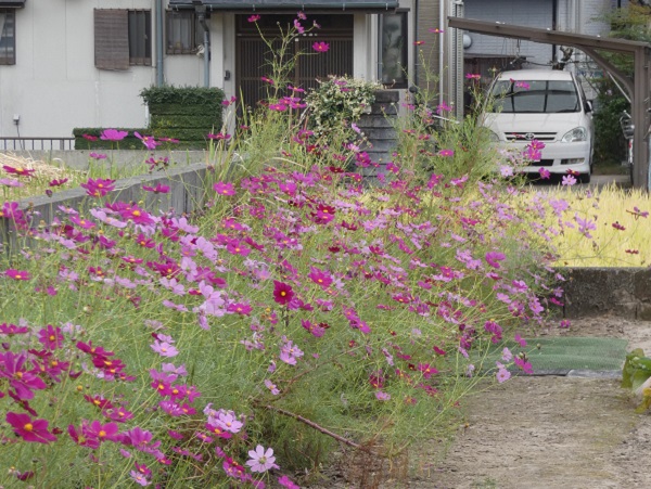 秋風に揺れるコスモス（秋桜）の楽しみ方：増えていくコスモス