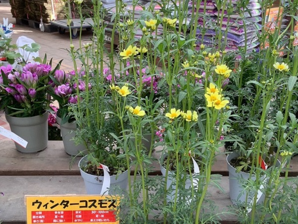 秋風に揺れるコスモス(秋桜)の楽しみ方:園芸店で見かけたウィンターコスモス