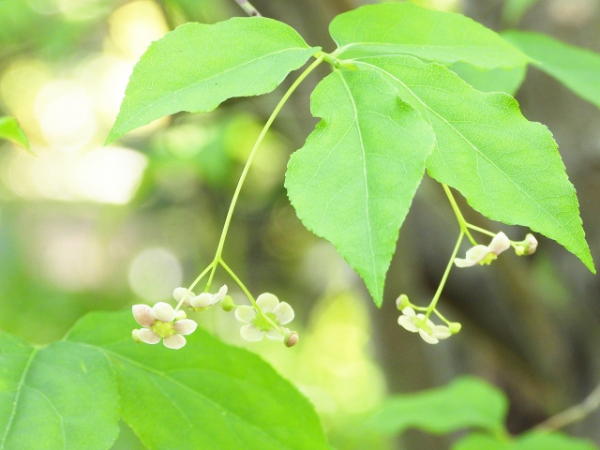 四季を感じる庭木:ツリバナ