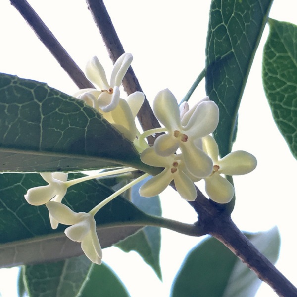 大きくならない常緑樹:ギンモクセイの花