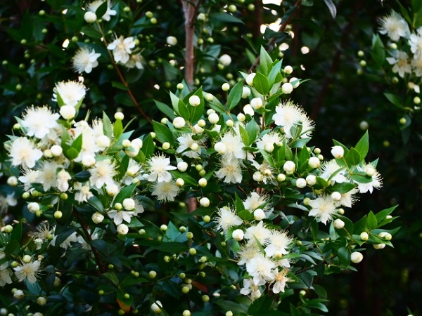大きくならない常緑樹:満開の花が咲き誇るギンバイカ