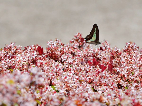 大きくならない常緑樹:咲き誇るヒメシャリンバイのピンク色の花