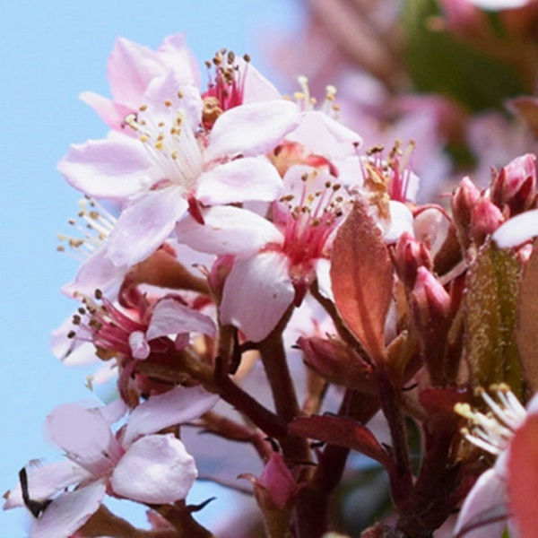 大きくならない常緑樹:ヒメシャリンバイのピンク色の花