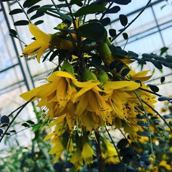 大きくならない常緑樹:ソフォラサンキングの個性的な花
