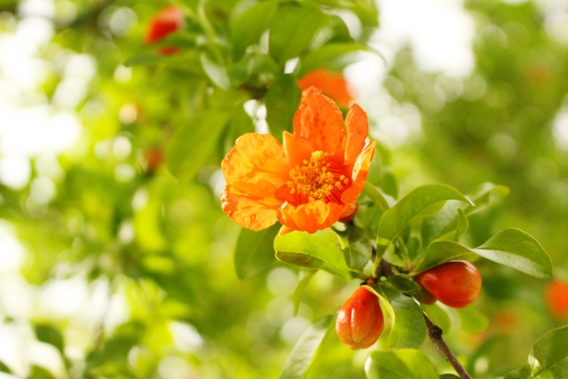 ざくろの花