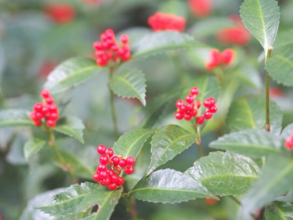 冬に赤い実を付ける庭木:センリョウ