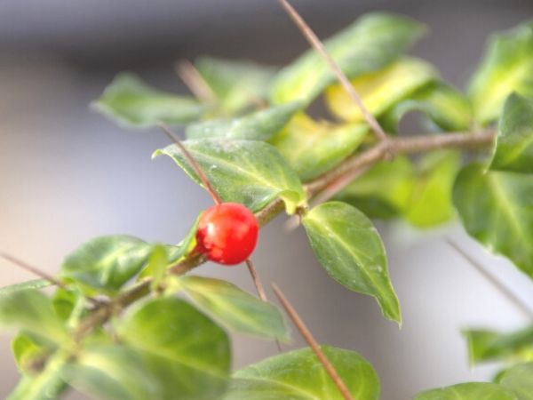 冬に赤い実を付ける庭木:アリドオシ