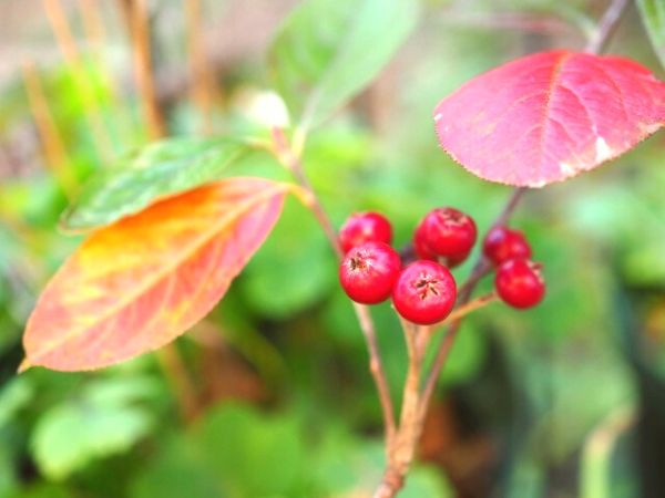 冬に赤い実を付ける庭木:セイヨウカマツカ