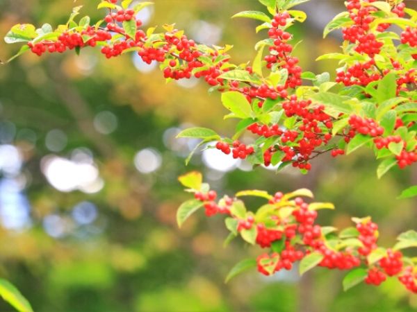 冬に赤い実を付ける庭木:ウメモドキ