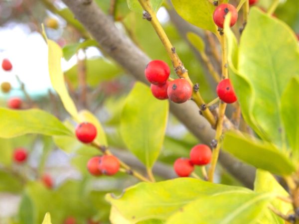 冬に赤い実を付ける庭木:モチノキ