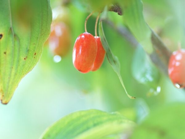 冬に赤い実を付ける庭木:サンシュユ