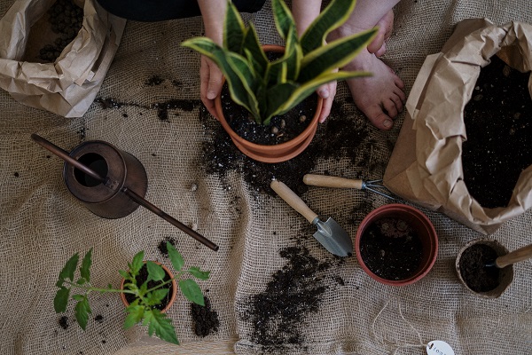 冬のお庭のお手入れ方法:鉢植えの植え替え