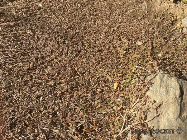 ヒメイワダレソウの冬の状態