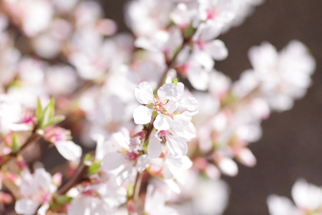 ユスラウメの花