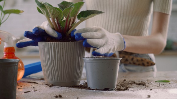 3月の宿根草のお手入れ:株分けした植物を鉢へ植える