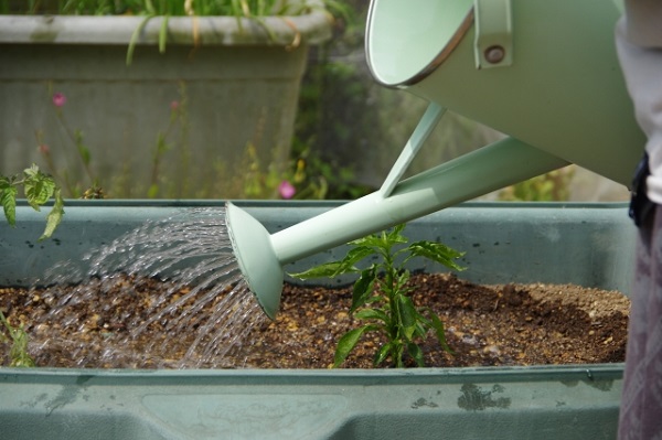 3月の宿根草のお手入れ:水やり