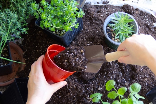 3月の宿根草のお手入れ:植え替え