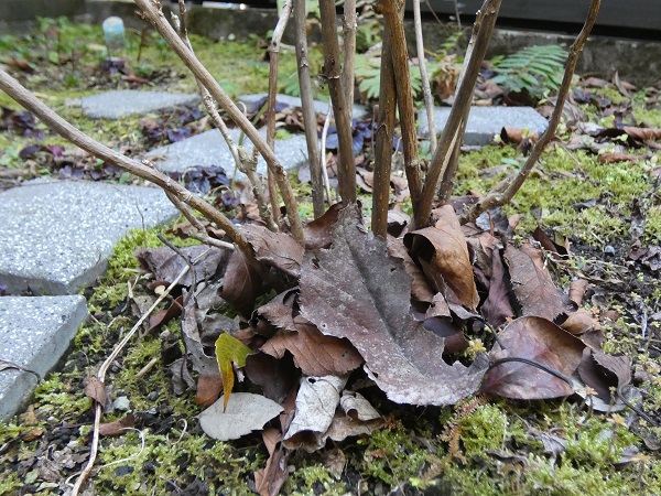 3月の宿根草のお手入れ：落葉で防寒された紫陽花