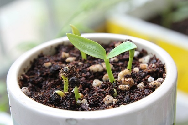 3月の宿根草のお手入れ:新芽が出た鉢植え