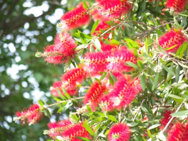 花が咲く生垣:ブラシノキ