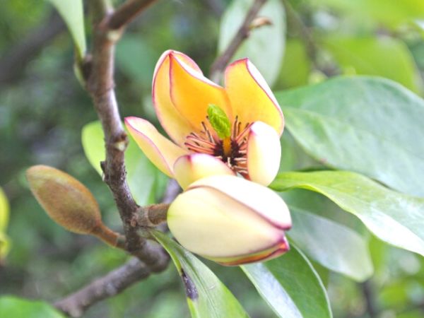 花が咲く生垣:カラタネオガタマ