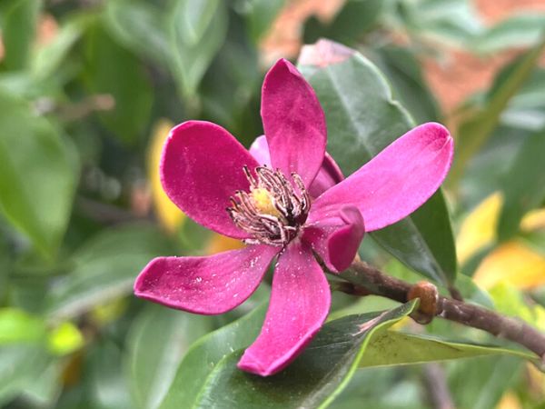 花が咲く生垣:カラタネオガタマ