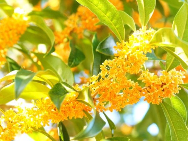 花が咲く生垣:キンモクセイ