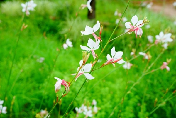 手間いらずな宿根草:蝶々のように見えるガウラの花